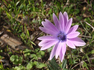 Fiore selvatico