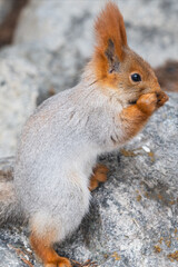 Red squirrel gnawing sunflower seeds, close-up, vertical image.