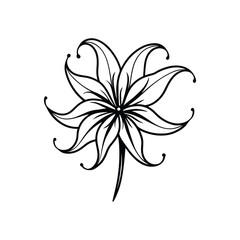 Spider Lily Flower on White Background – Elegant Exotic Bloom for Floral and Botanical Designs