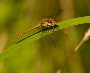 Common Darter resting