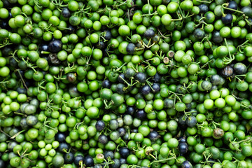 Fresh raw green leunca (black nightshade) displayed in a pile, highlighting its small round shape and natural vibrancy
