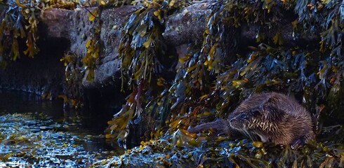 Eurasian otter on rocks