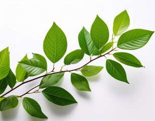 Naklejka premium fresh green leaves on a branch against a white background creating a vibrant and serene atmosphere