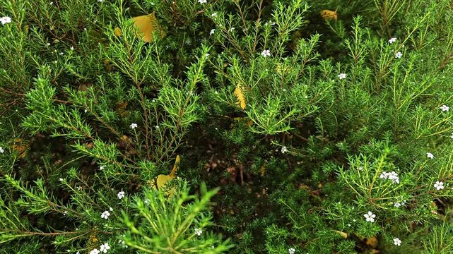Coleonema, or Diosma - the breath of heaven. 
Beautiful small white flowers with thin, needle-like leaves.