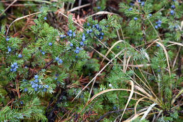 plants in Banff National Park, Alberta, Canada, North America