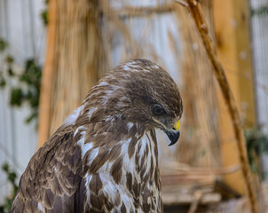 eagle bird of prey close up. Animal behavioral habits. Funny grimace. Very surprised face....