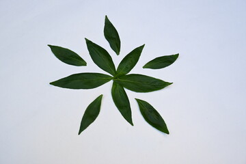 Andrographis paniculata leaves. Its other name 
creat or green chireta. Its has been traditionally used to treat infections and some diseases. Mostly the leaves and roots is used for medicinal purpose