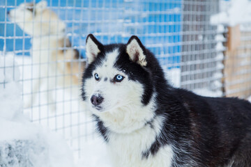 Beautiful Siberian Husky dog with blue eyes in a snowy village.