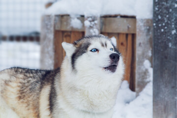 Beautiful Siberian Husky dog with blue eyes in a snowy village.