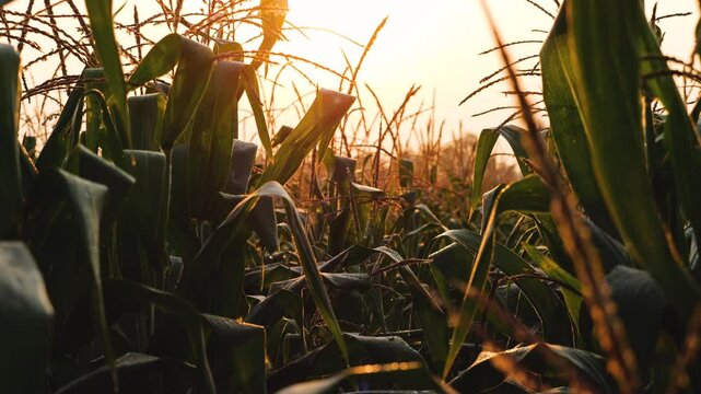 Slow-motion of a corn plant sway gently in breeze as the morning with sun light, Tilt up and Handheld shots