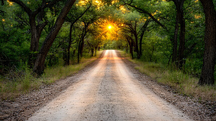Naklejka premium Sunset road through trees, rural landscape