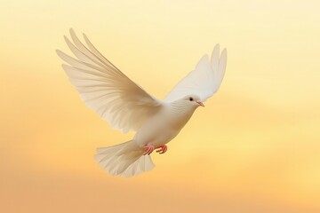 Obraz premium a majestic white dove soaring through golden sunset rays trailing iridescent ribbons of light wings spread wide against a dramatic sky