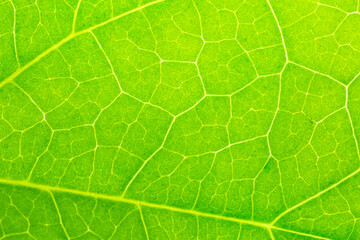 Macro leaves,Leaf texture macro. Leaf vein pattern macro photography. Green leaf cells macro. Leaf close-up shot.