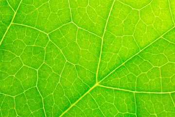 Macro leaves,Leaf texture macro. Leaf vein pattern macro photography. Green leaf cells macro. Leaf...