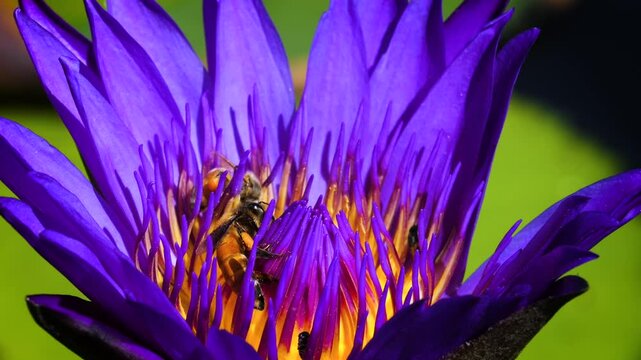 Slow motion and close-up a purple lotus flower in bloom with bees on it to collect nectar.