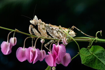 Closeup of the army mantis on the pink flower