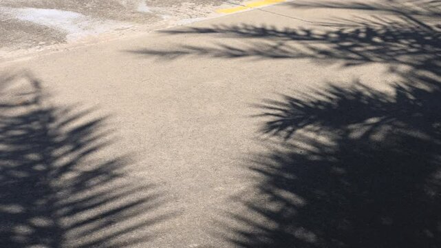 Slow motion of palm leaf shadows swaying in the wind on the road. abstract gray background