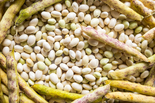 Heap of fresh white coco de paimpol beans in the pod and peeled