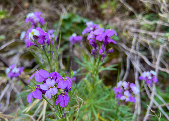 Fototapeta premium Erysimum scoparium or Alheli del Teide endemic violet flowers in Teide national Park,Tenerife,Canary Islands,Spain.Selective focus.