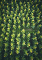 Aerial Drone View of Green Maize Corn Crops in Field