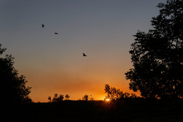 Sunset with Birds and Trees
