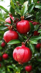 Obraz premium Ripe red pomegranates hang from branches with lush green leaves in a tranquil outdoor space during golden hour