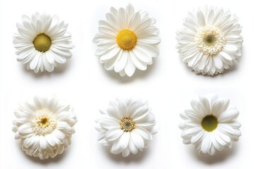 Obraz premium Elegant White Daisy Collection on Bright Background Capturing Freshness and Beauty for Floral Designs and Springtime Themes
