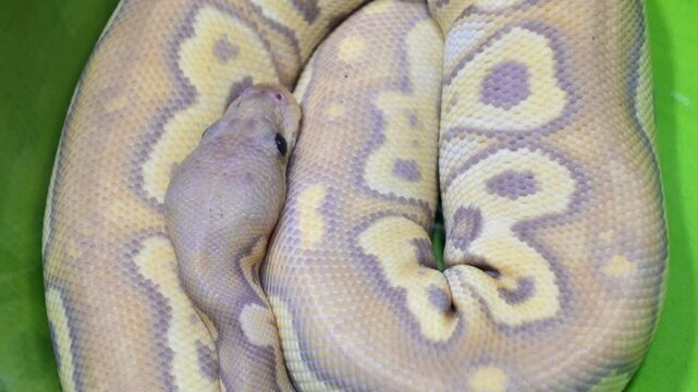 A snake is curled up in a green bowl. The snake is yellow and white