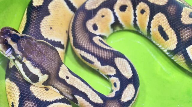 A snake with a yellow and black pattern is curled up on a green surface. The snake is small and he is resting