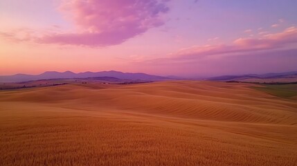 Golden wheat field rolling hills sunset landscape.
