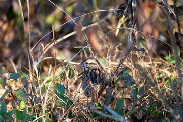 Sparrow camouflaged in dry grass