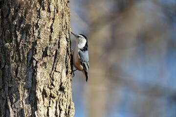 Nuthatch on a Tree Trunk