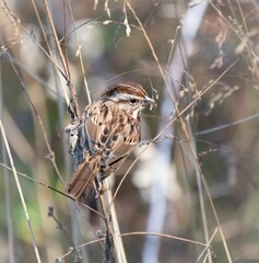 Sparrow perched on dry twigs