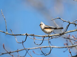 Tufted titmouse on a branch with a blue sky background.