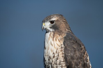 Close-up of a hawk against blue sky.