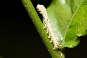 Close-up of a caterpillar on a green stem.