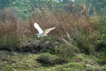 Egret in flight over lush greenery.