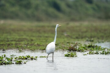 Egret in a tranquil wetland setting.