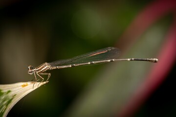 Close-up of a damselfly on a leaf.