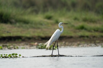 Graceful white egret in a serene wetland