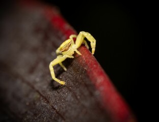 Yellow Crab Spider on Leaf Edge