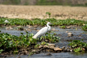 White egret in a shallow stream with green foliage.