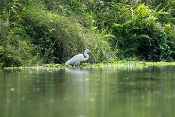 White Egret by a Lush Riverbank