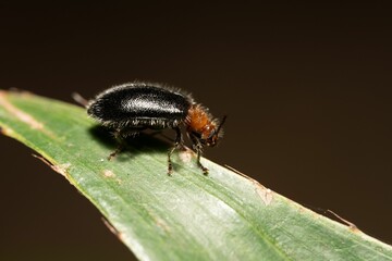 Close-up of a beetle on a leaf.