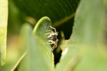 Close-up of a jumping spider on a leaf.