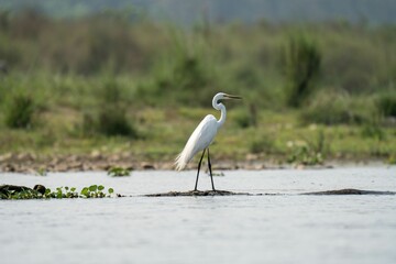 Graceful Egret in Natural Habitat