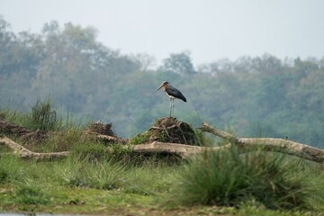 Solitary Stork in a Serene Natural Setting