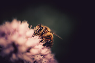 A close-up of a bee on a pink flower. The background is blurred, highlighting the bee and the flower in the foreground.
