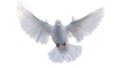 Fototapeta premium A white pigeon is flying