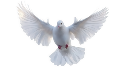 A white pigeon is flying